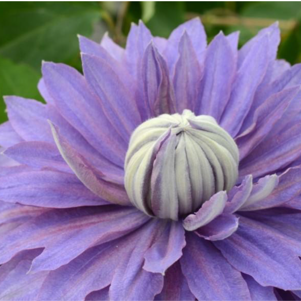 Clematis Diamantina by Raymond Evison