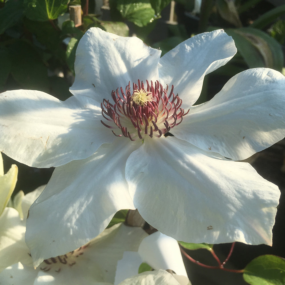 Clematis 'Ninon'