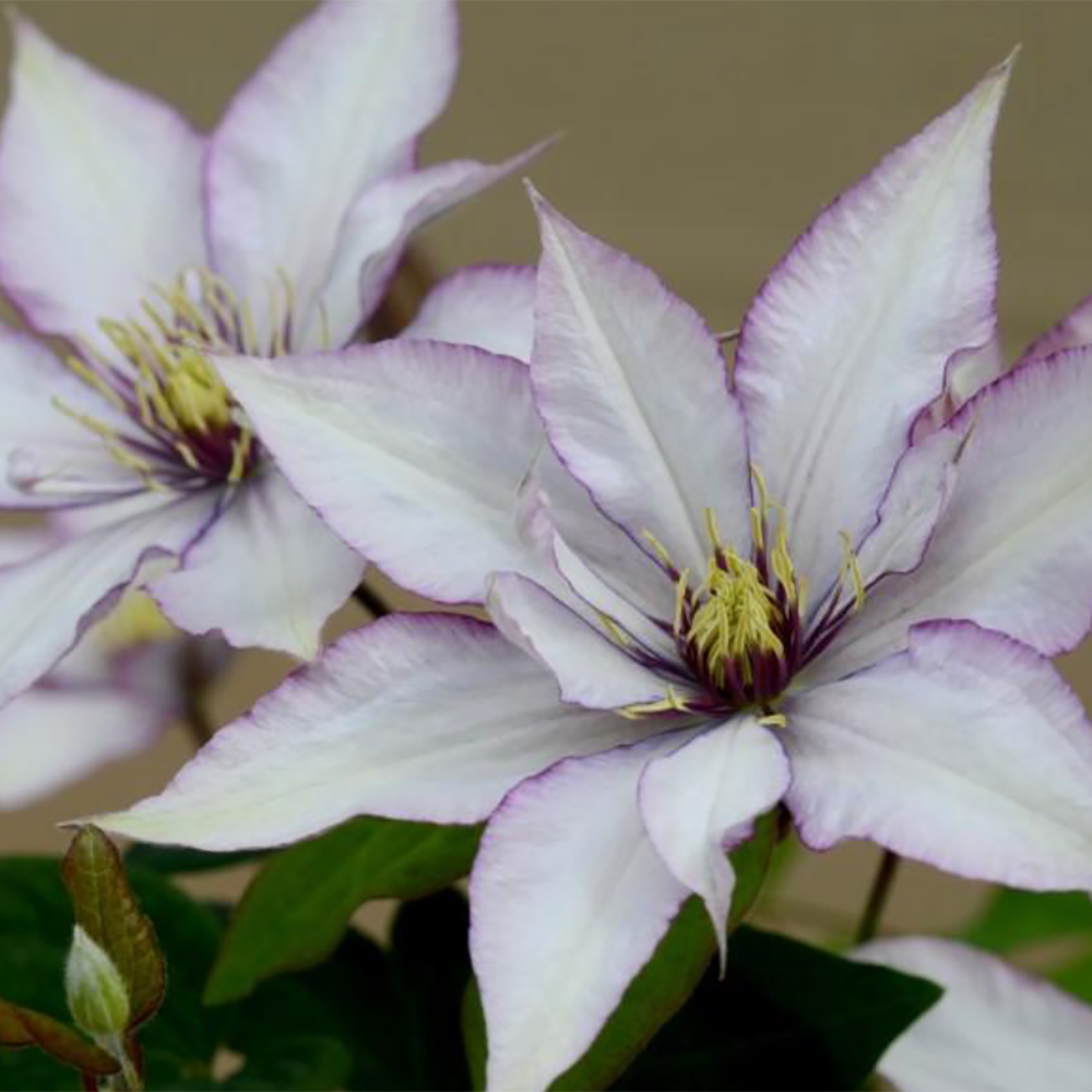 Clematis ‘Samaritan Jo’  by Raymond Evison