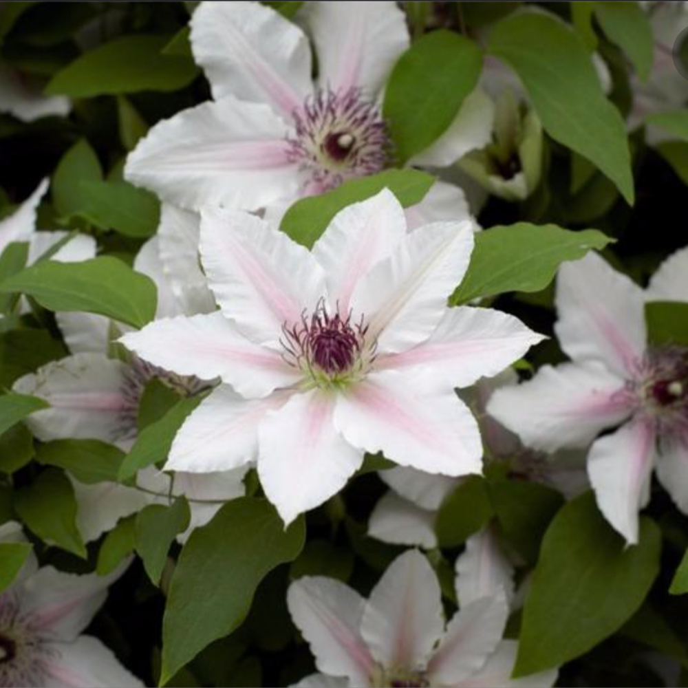 Countess of Wessex by Raymond Evison