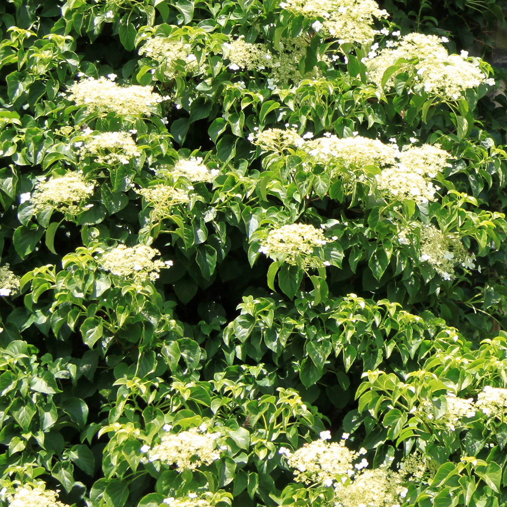 Climbing Hydrangea (Hydrangea Anomala Petiolaris)