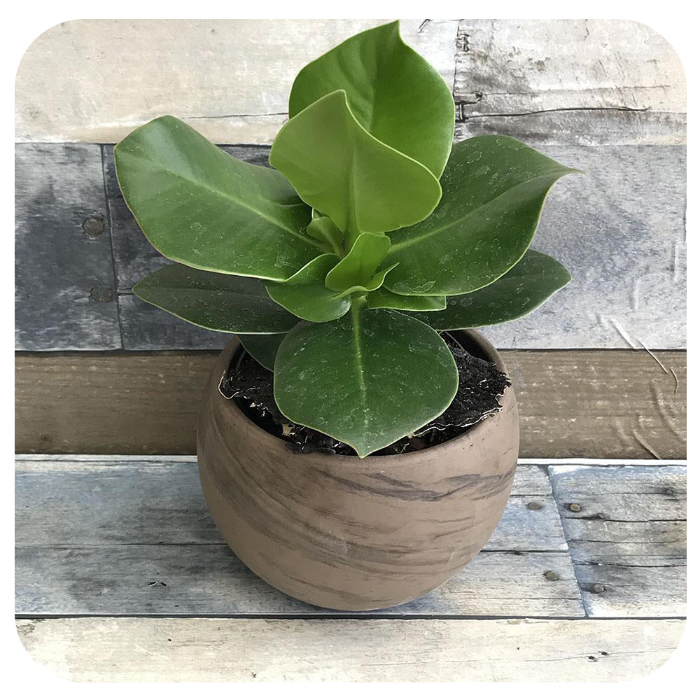 Clusia Rosea Princess