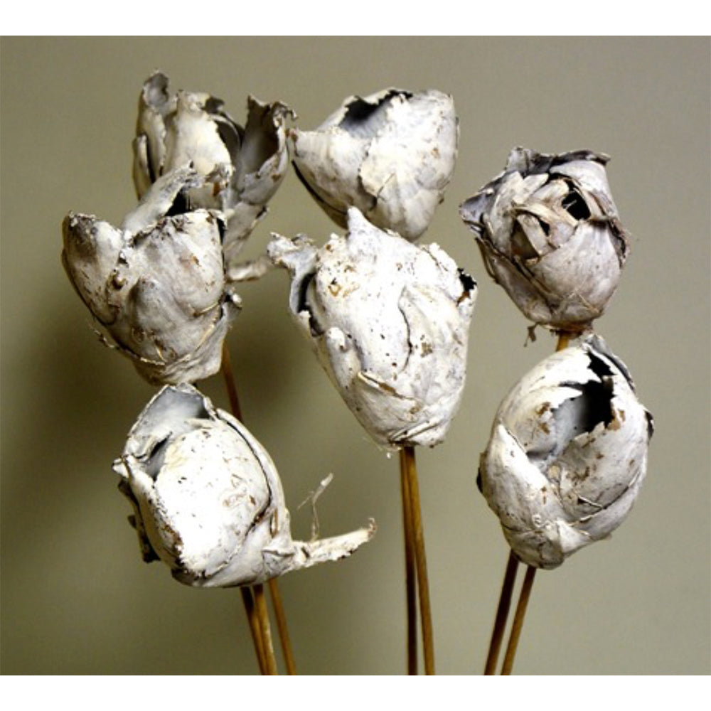 Coco Flower - White Wash