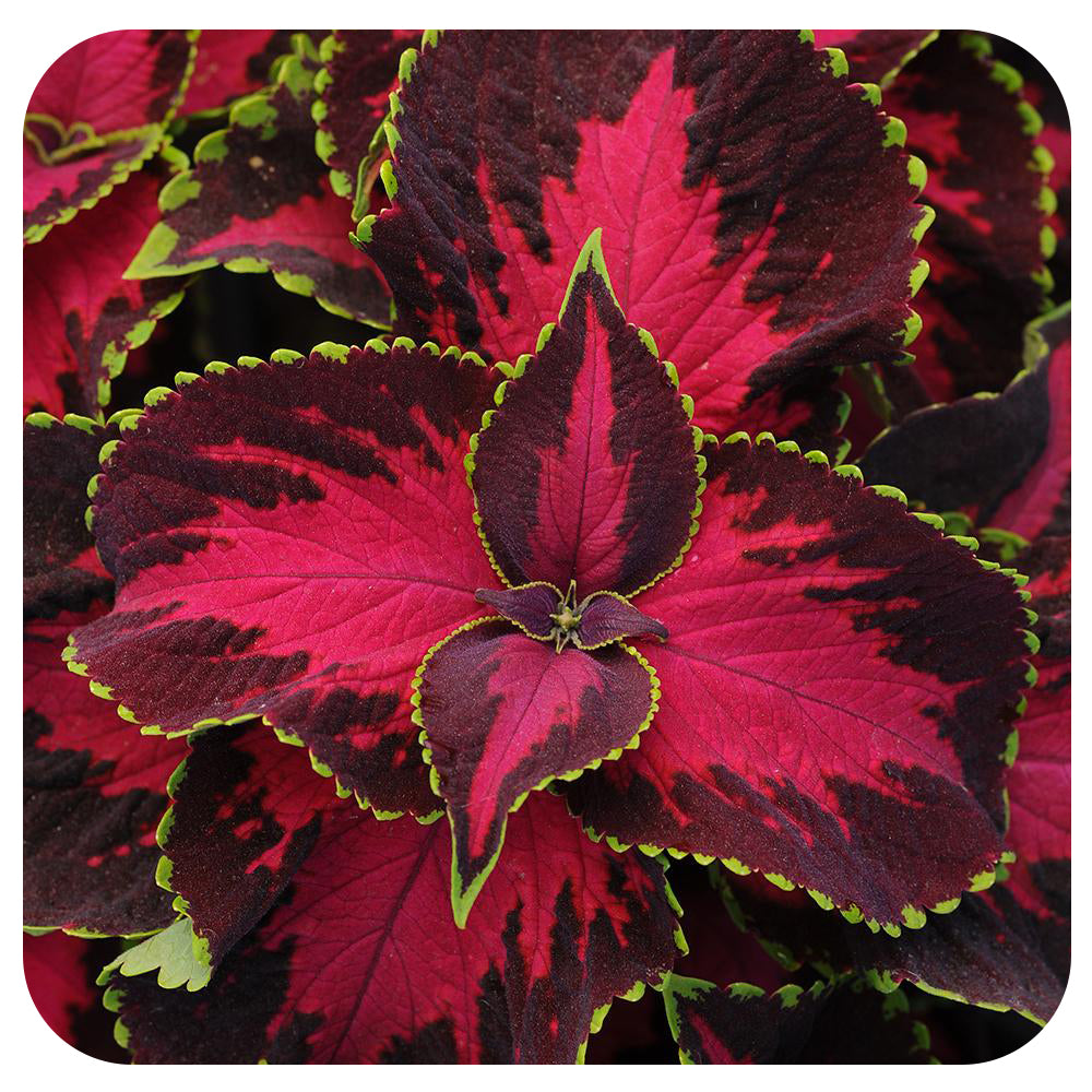 Coleus