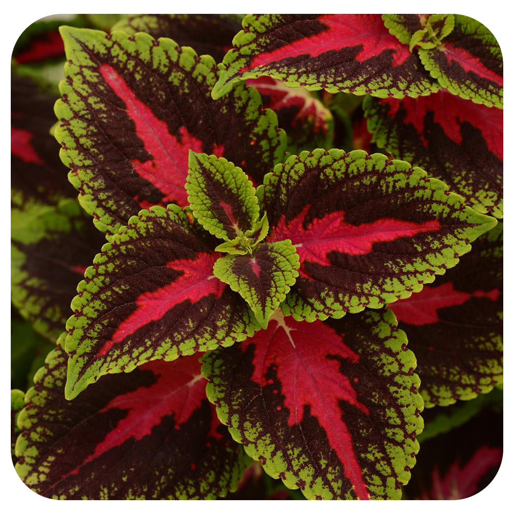Coleus