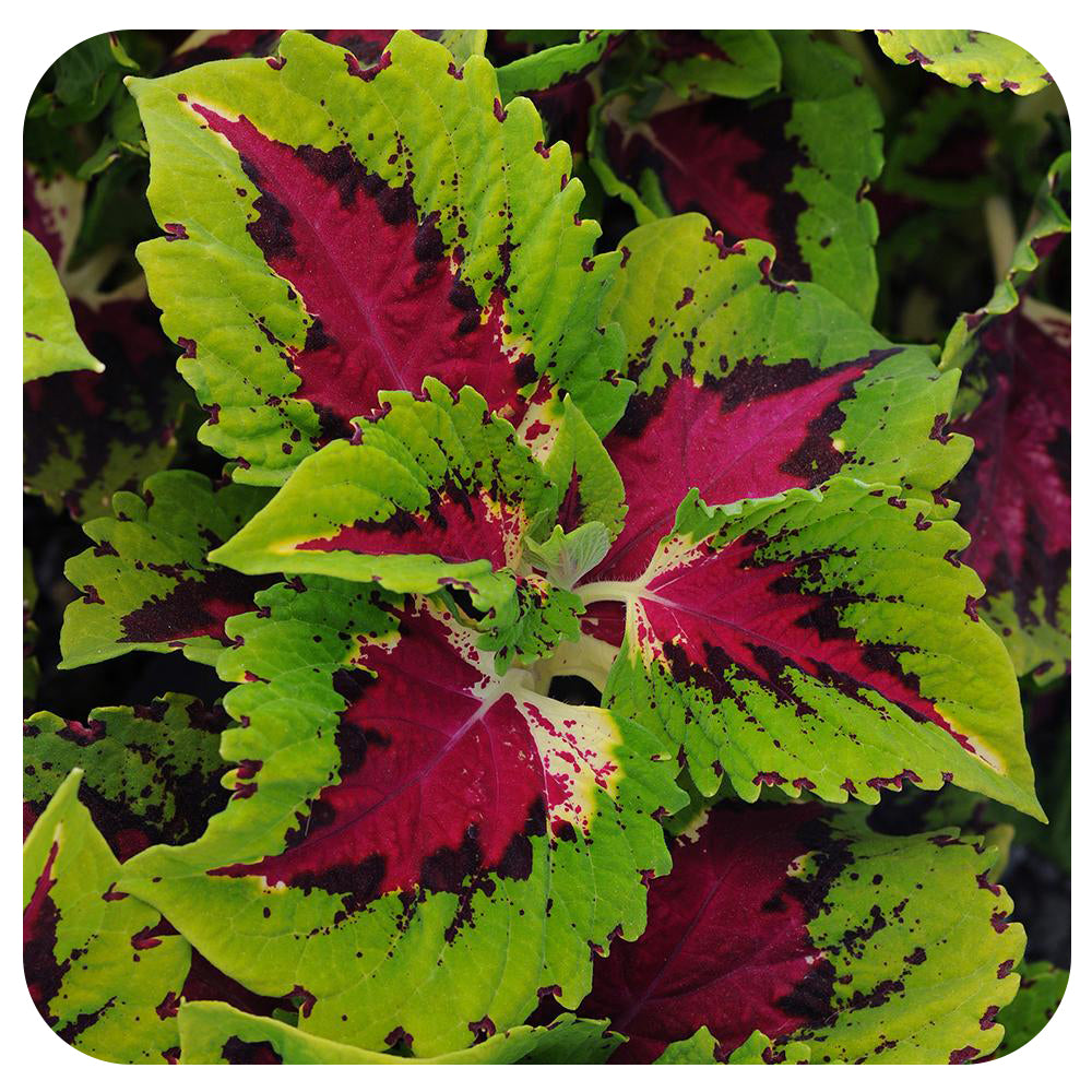 Coleus