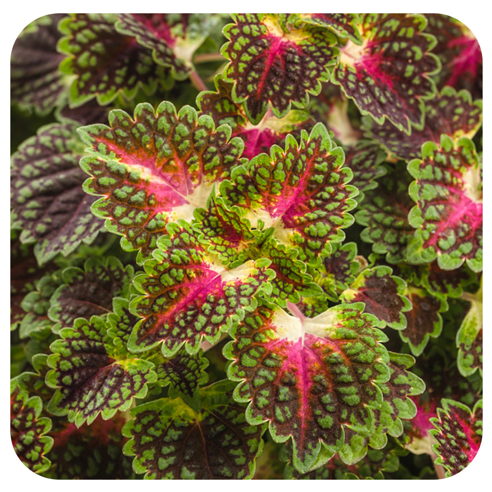 Coleus