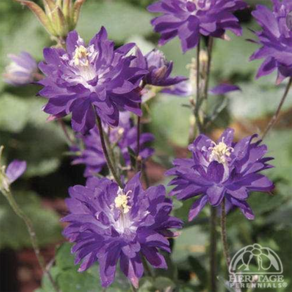Columbine ‘Clementine Blue’ (Aquilegia vulgaris)