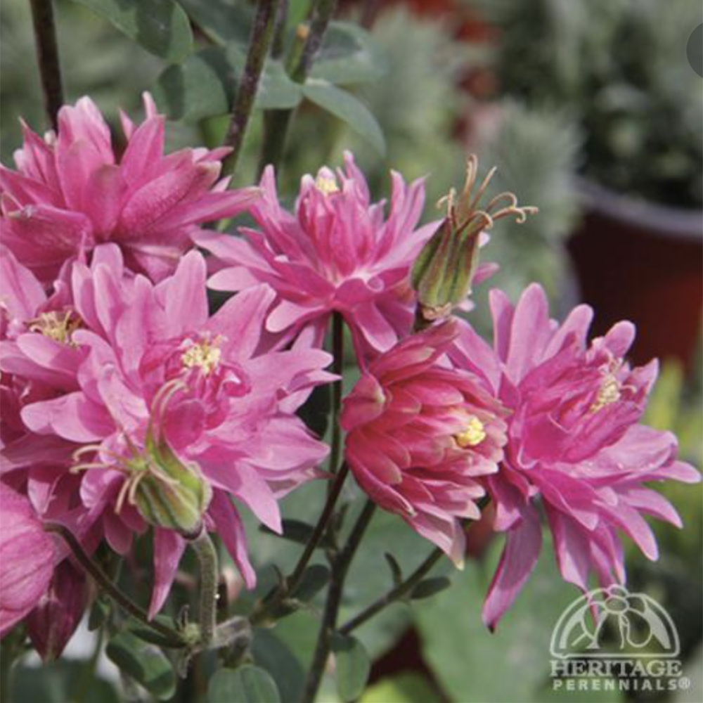 Columbine ‘Clementine Rose’ (Aquilegia vulgaris)