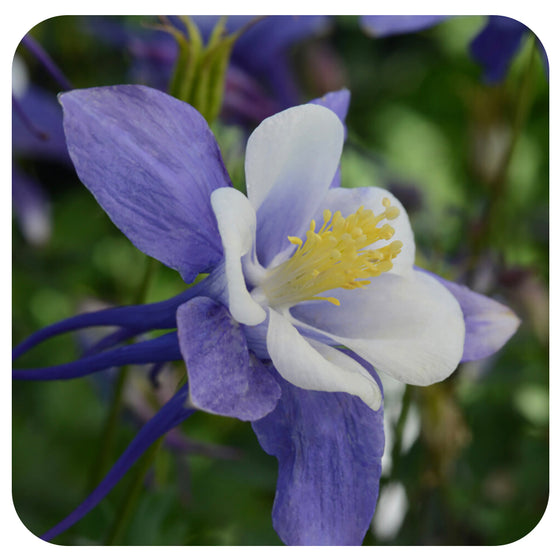 Columbine ‘Earlybird’ Purple Blue (Aquilegia hybrida)