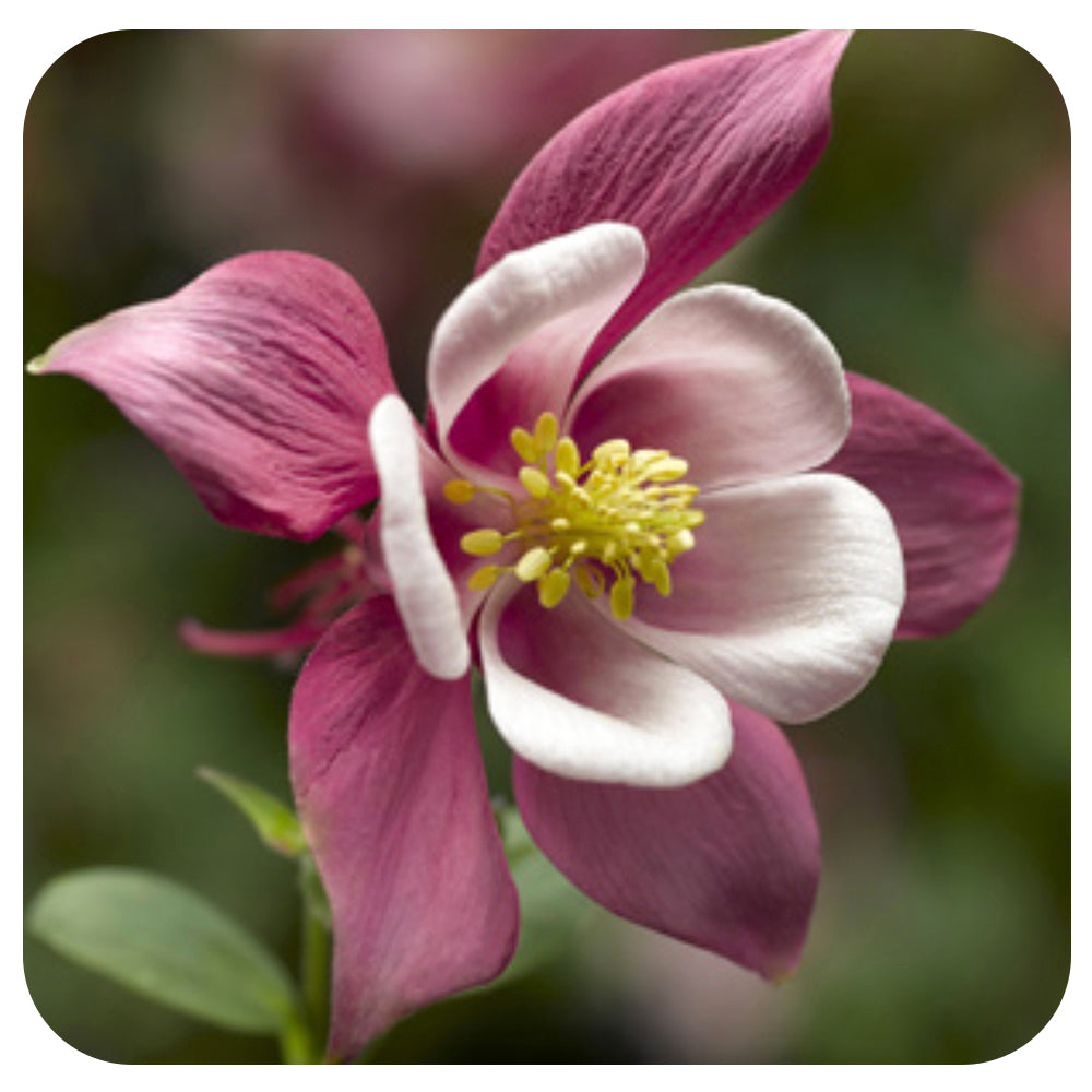 Columbine - Aquilegia Kirigami Rose & Pink