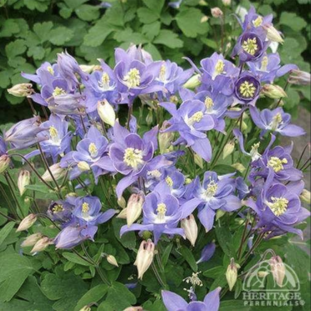 Columbine ‘Winky Early Sky Blue’ (Aquilegia vulgaris)