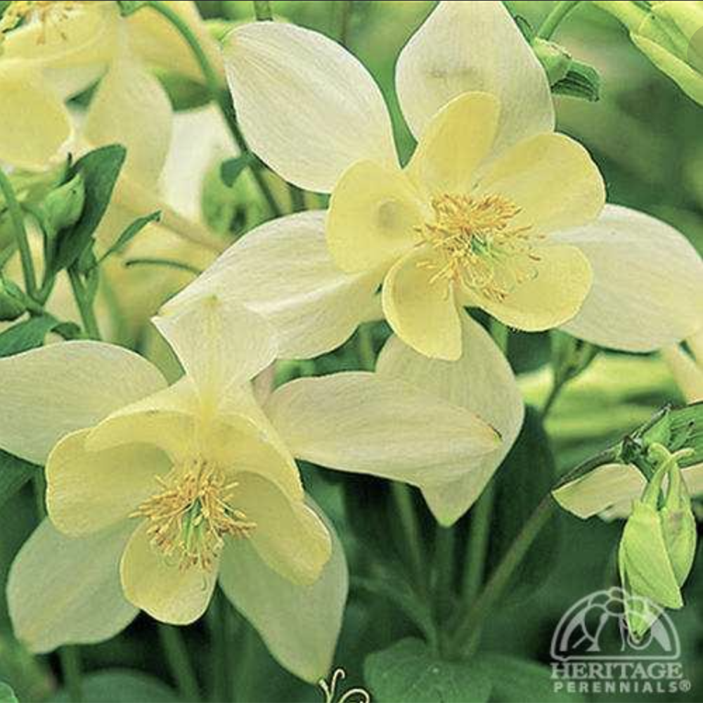 Columbine ‘Origami Yellow’ (Aquilegia caerulea)