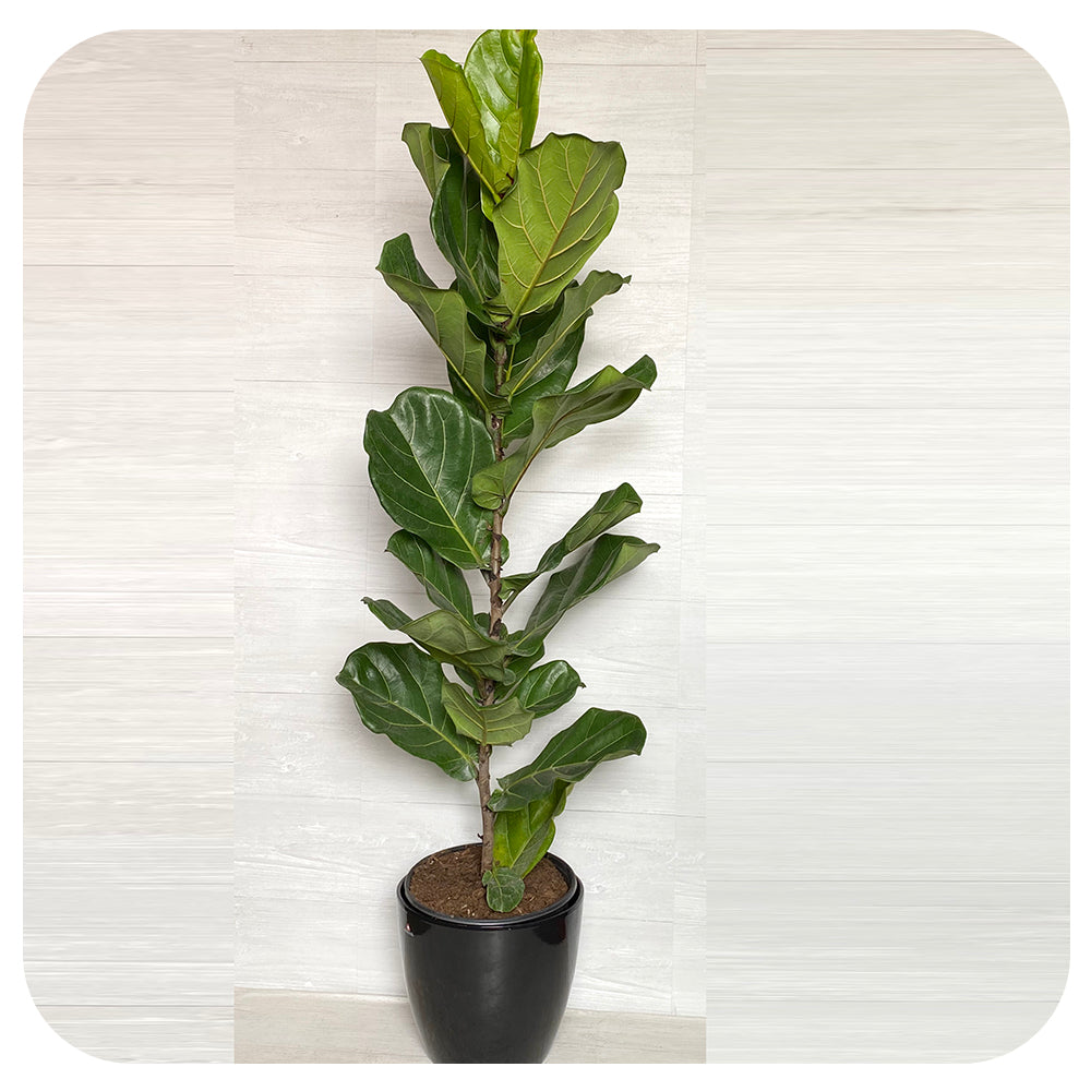 fiddle leaf fig canada Ficus lyrata (fiddle leaf fig)
