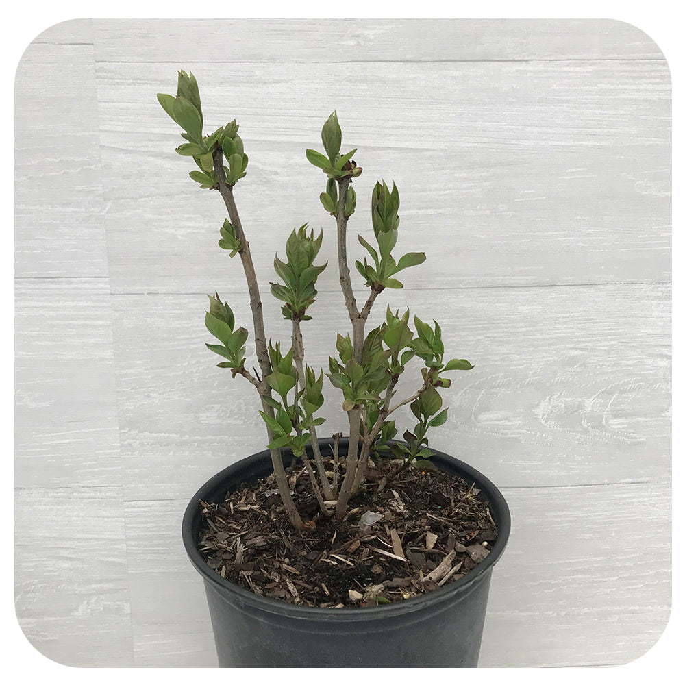 Common Lilac (Syringa vulgaris)