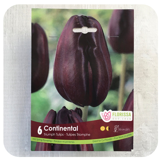 Tulip 'Continental'
