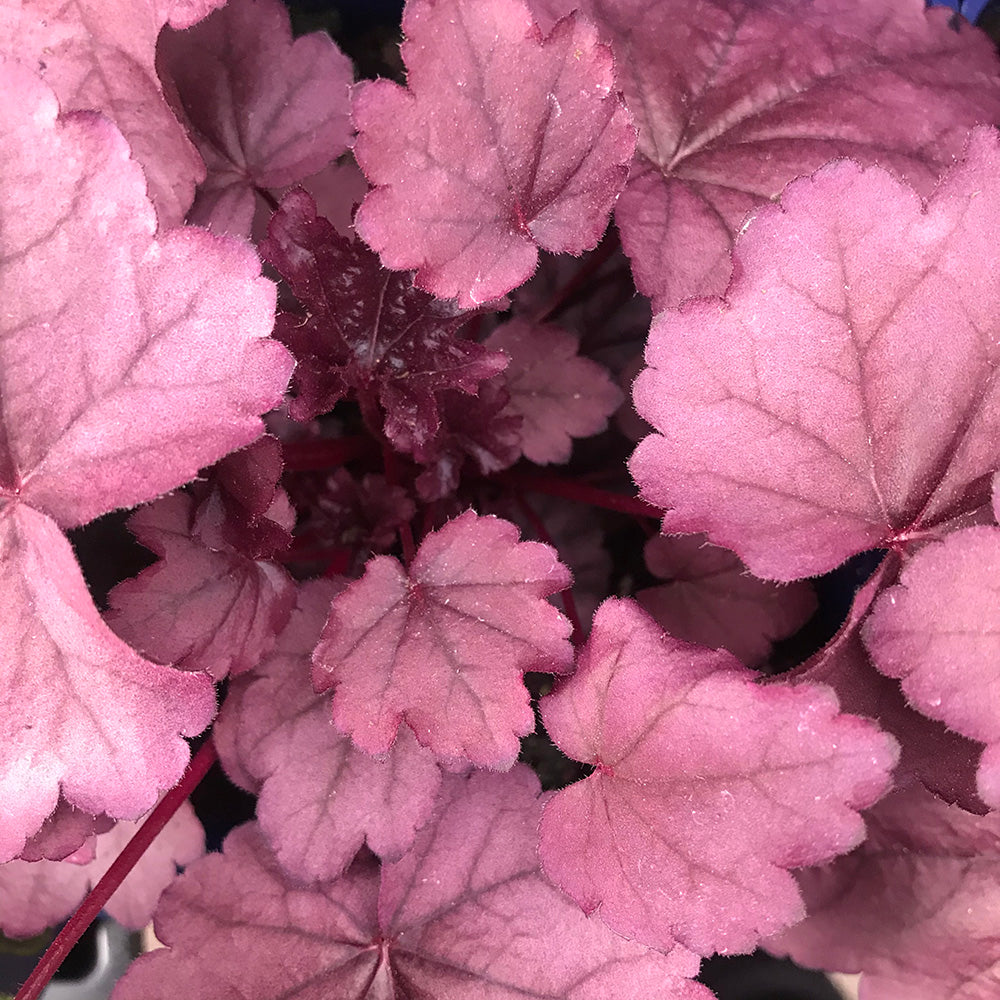 Coral Bells ‘Pink Panther’ (Heuchera)