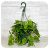 Philodendron Cordatum (Sweetheart Vine or Heart Leaf Philodendron)