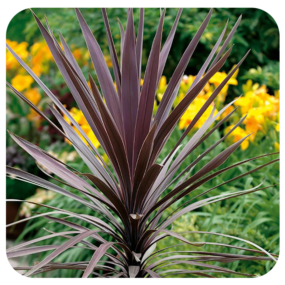purple dracena Cordyline