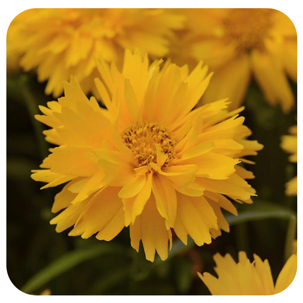 Coreopsis 'Double the Sun'