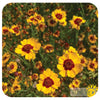 Coreopsis 'Hohe' Seeds