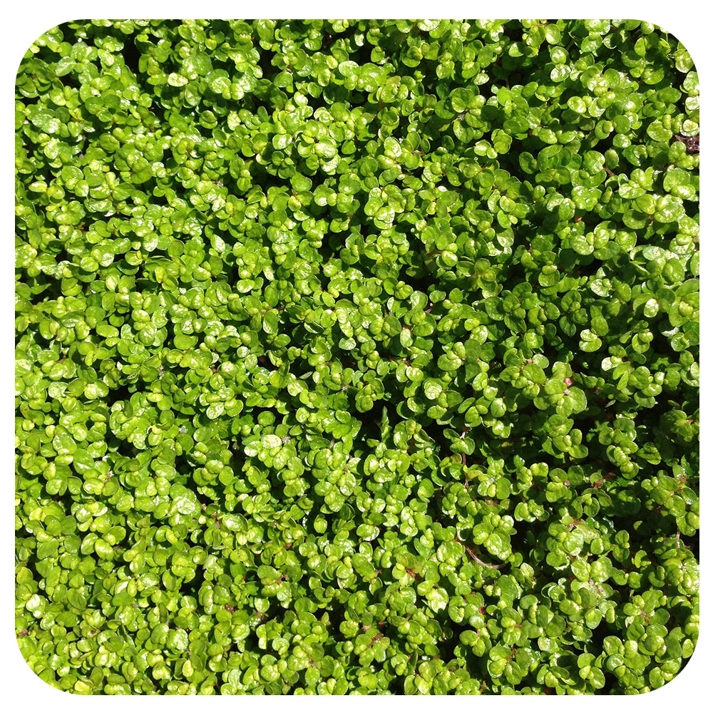 Corsican Mint Mentha requienii (Organic)