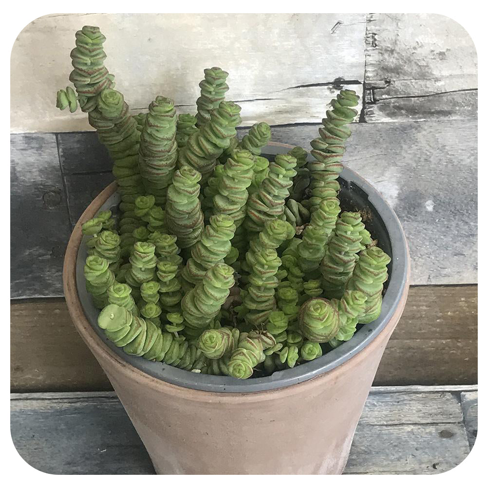 Crassula 'hottentot'