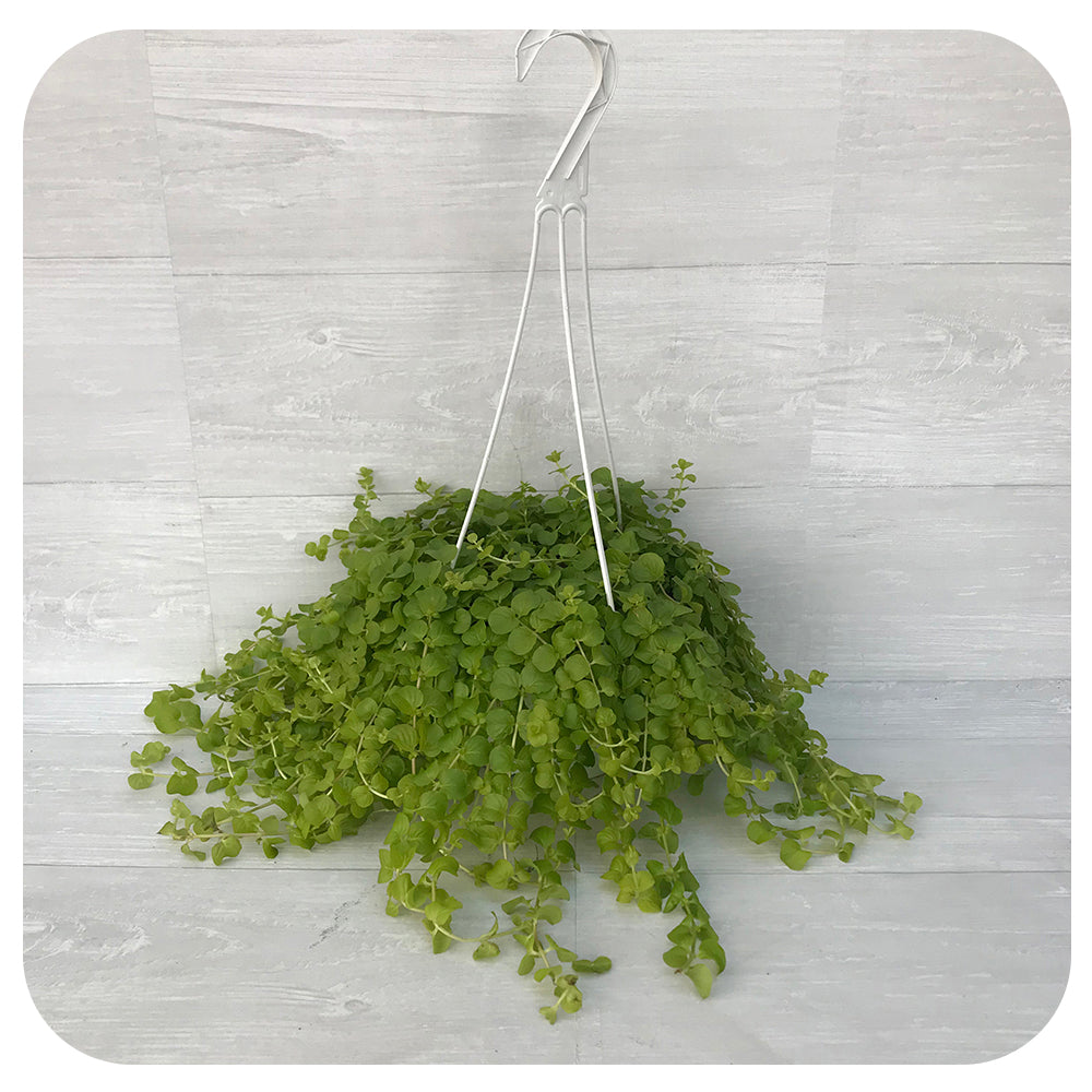 Creeping Jenny  - Annual Variety (Lysimachia)