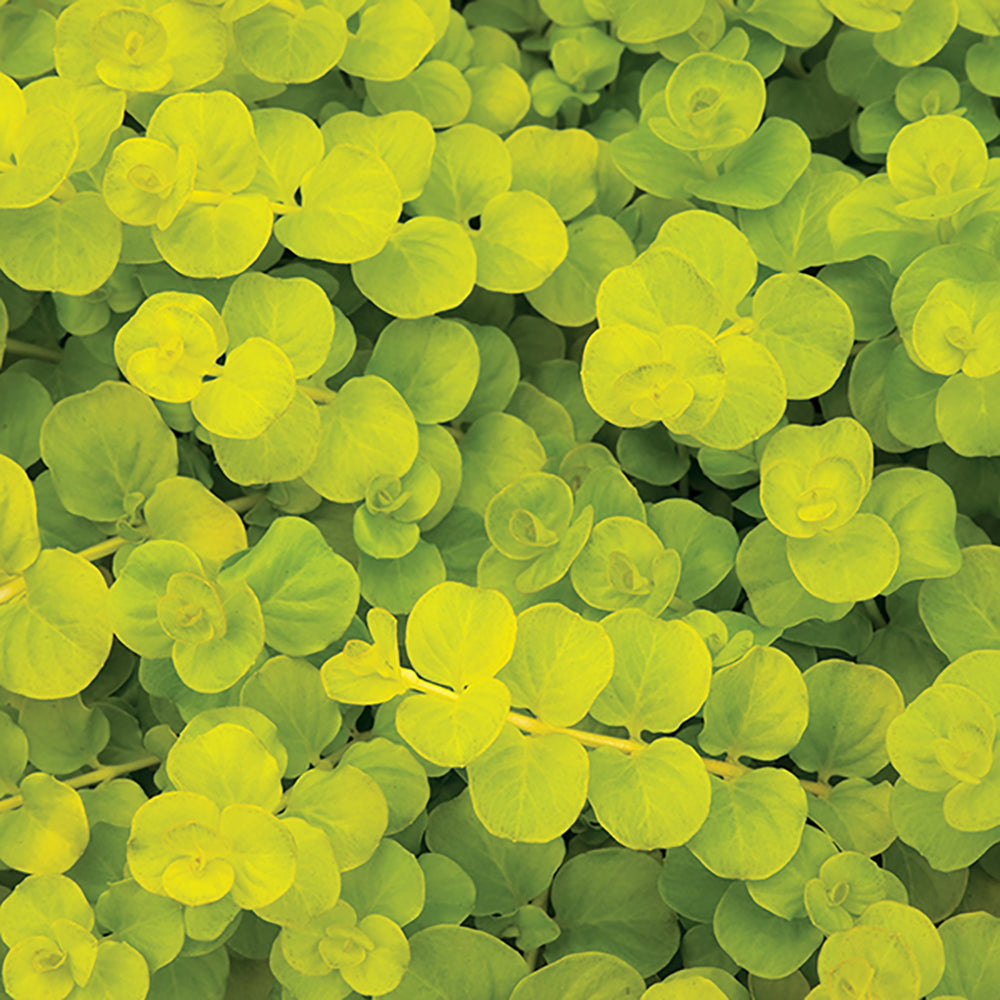 Creeping Jenny (Lysimachia nummalaria aurea) Perennial