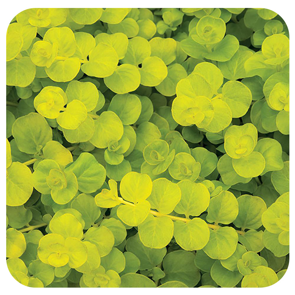 Creeping Jenny  - Annual Variety (Lysimachia)