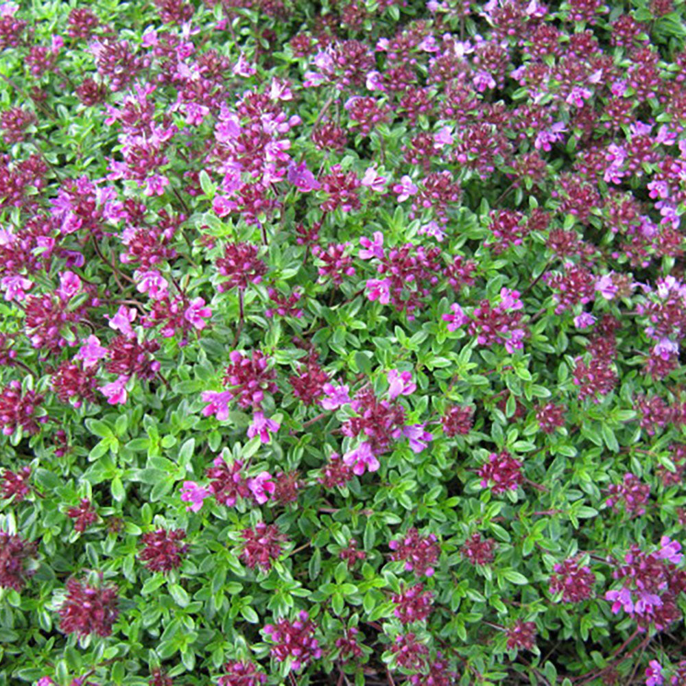 Creeping Thyme (Thymus praecox ‘Coccineus’)