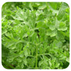 Garden Cress Seeds (Organic)