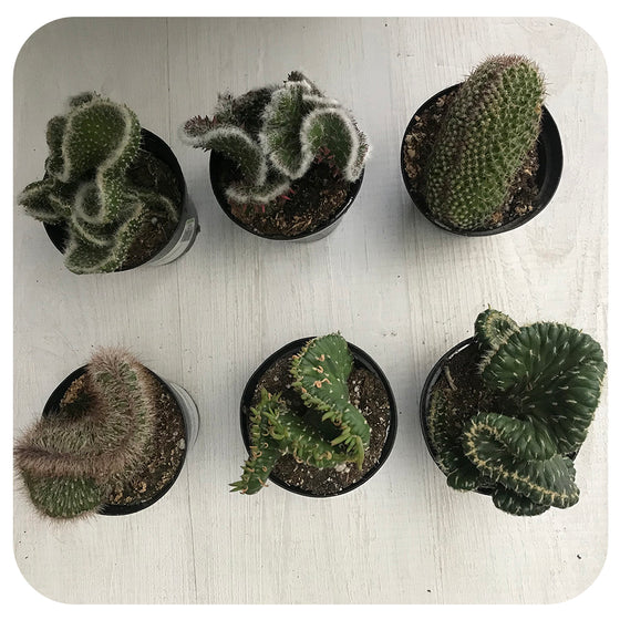 Crested Cactus - Assorted 4"