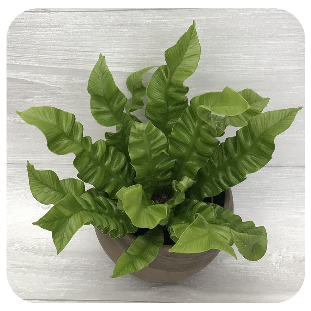 Crispy Wave Fern (Japanese Asplenium Nidus Fern)
