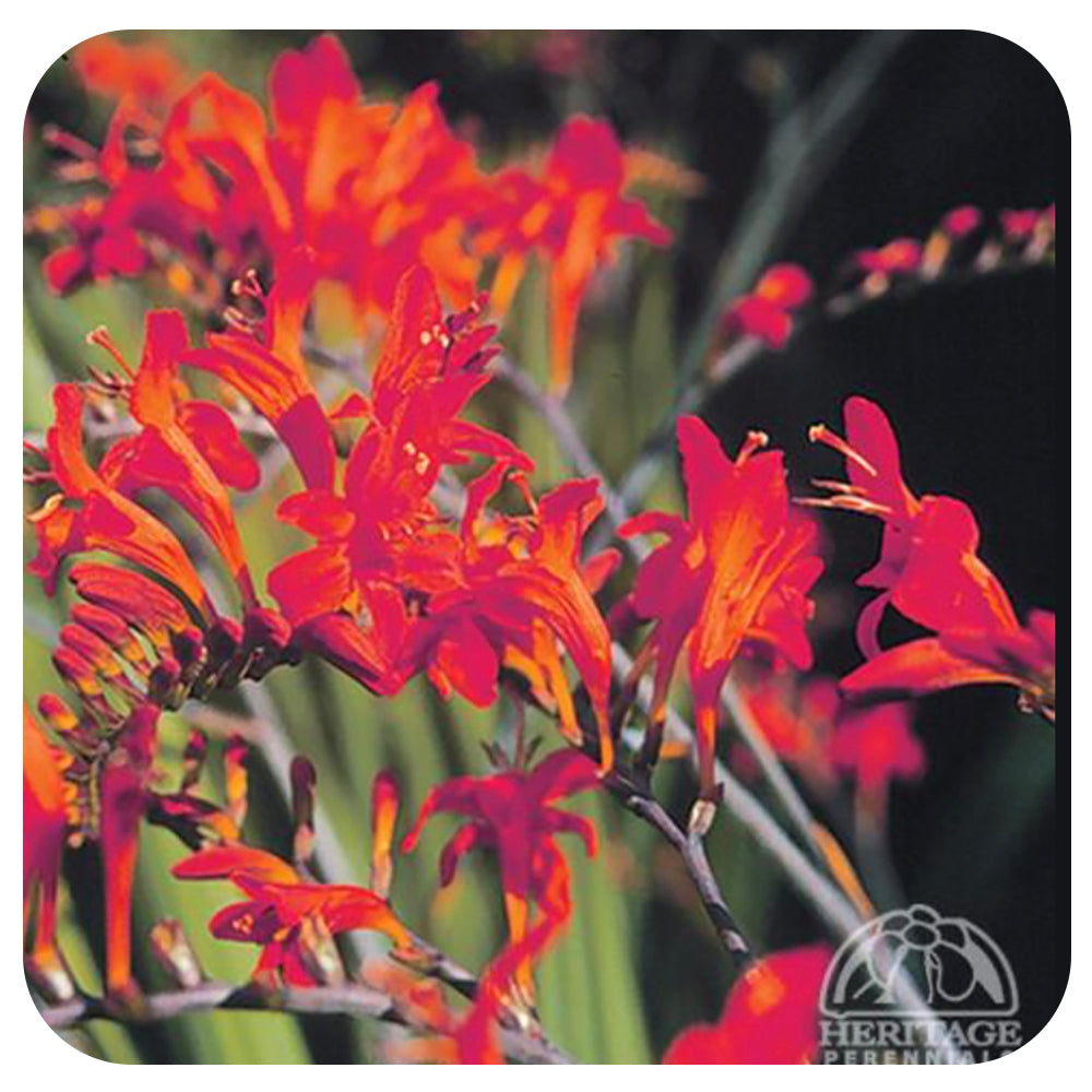 Crocosmia Lucifer