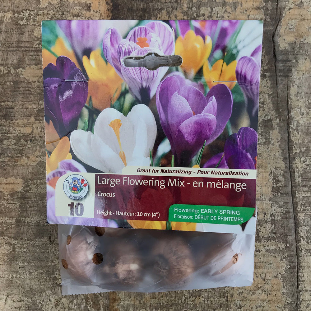 Crocus 'Mixed Colours'