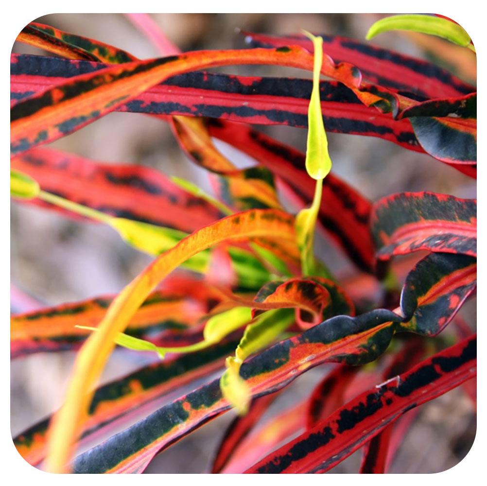 Croton Paintbrush 'Picasso'