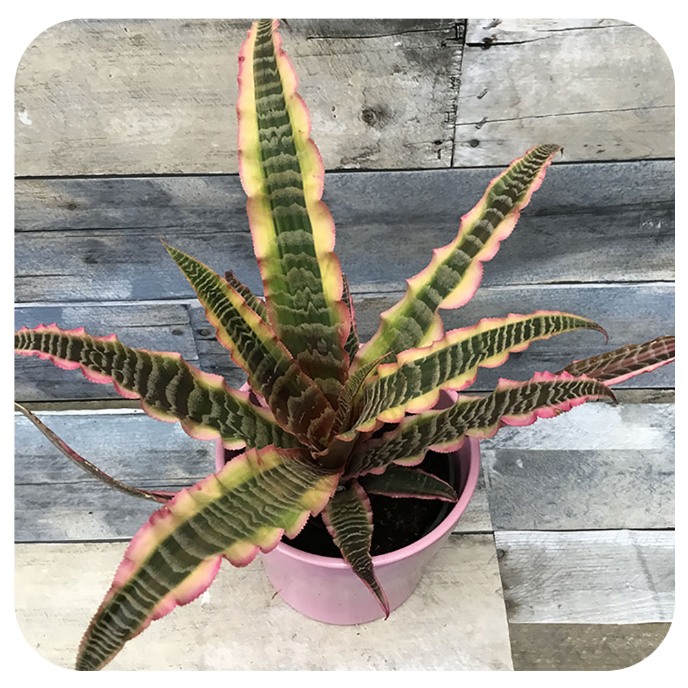 Cryptanthus 'Earth Stars'