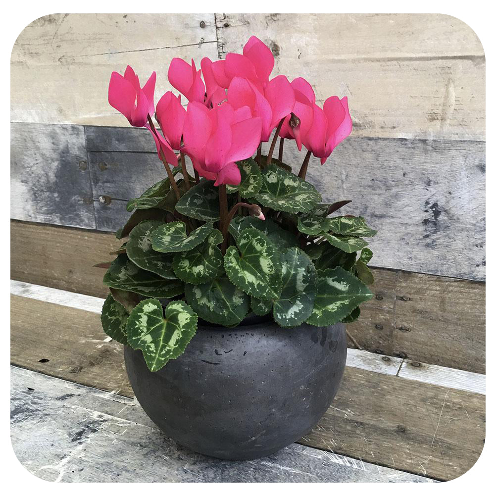 Cyclamen
