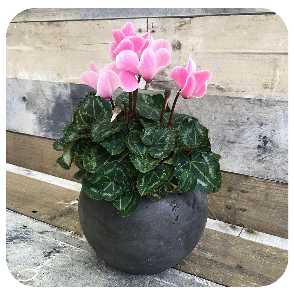 Cyclamen