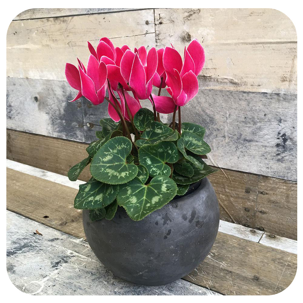 Cyclamen