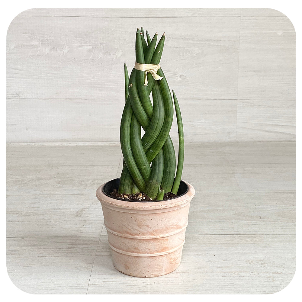 Snake Plant 'cylindrica' (Sansevieria cylindrica)