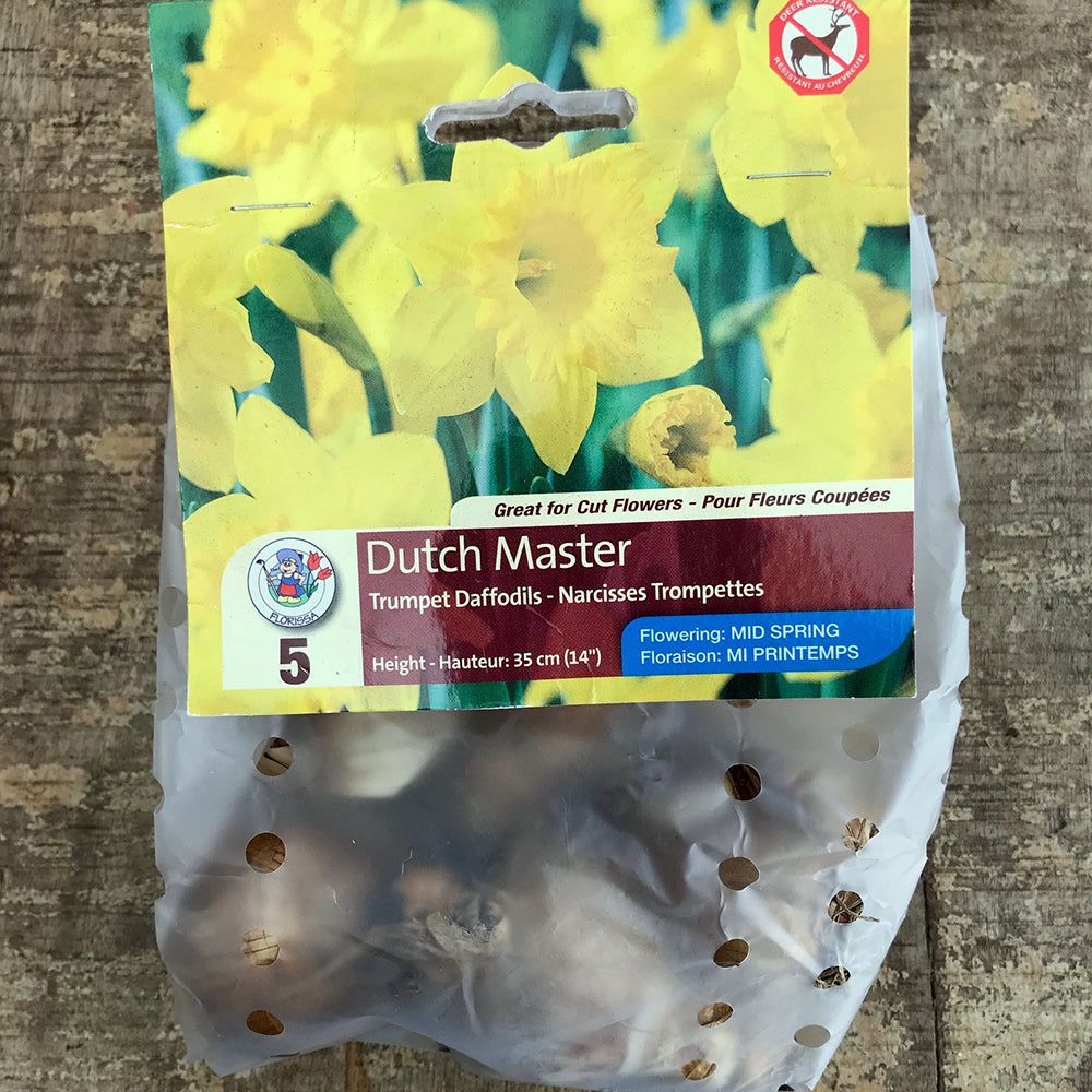 Daffodil / Narcissus 'Dutch Master'