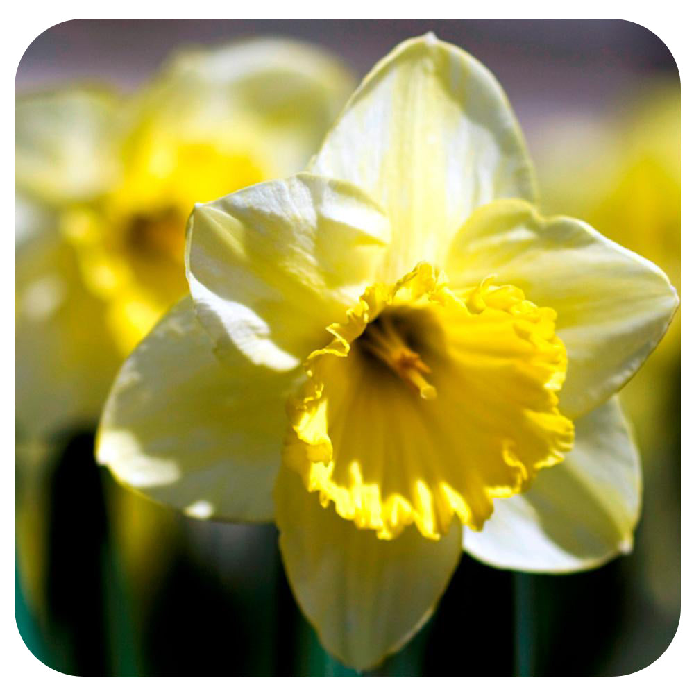 Daffodil (Narcissus)