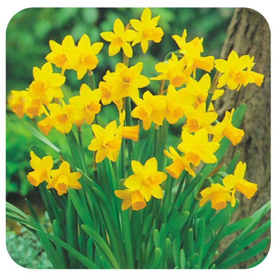 Mini Daffodil Tete-a-Tete (Narcissus “Tete-aTete”)