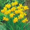 Daffodil  'Tete-a-Tete' (Narcissus)