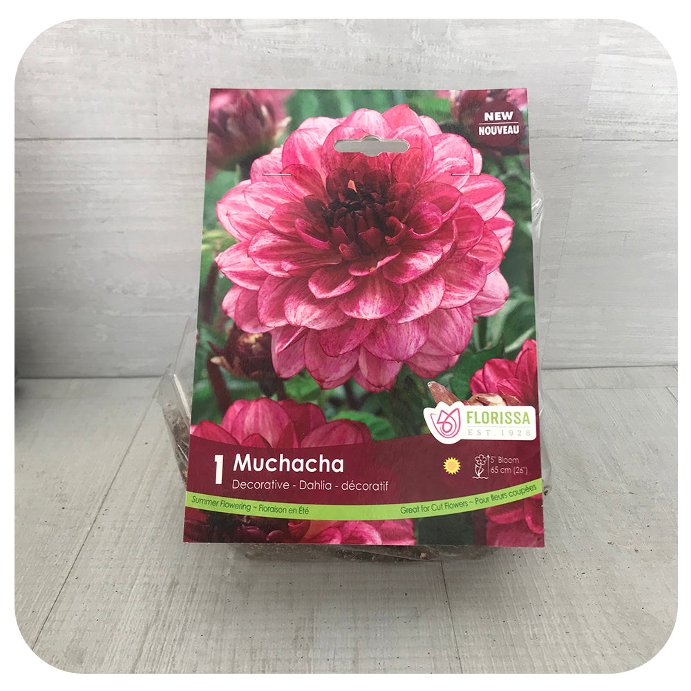 Dahlia Muchacha