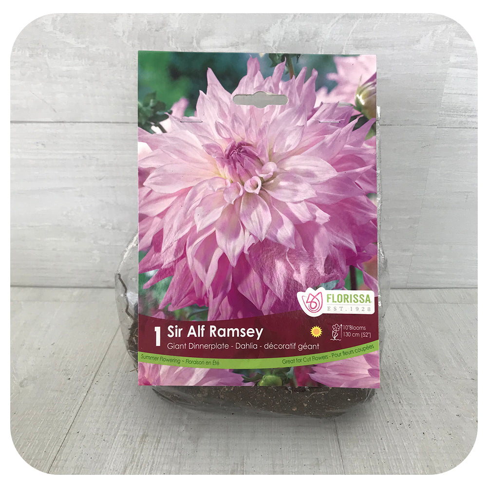 Dahlia Dinnerpl - Sir Alf Ramsay
