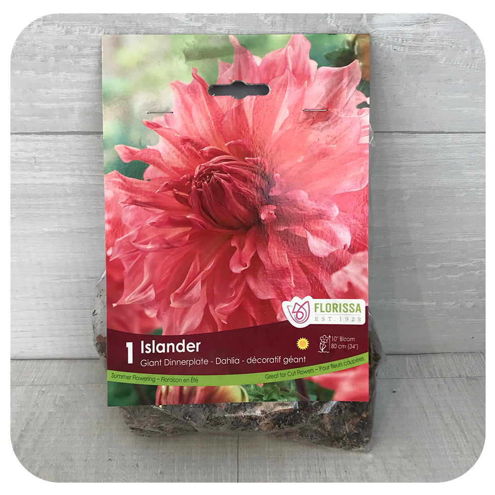 Dahlia Dinnerpl - Islander