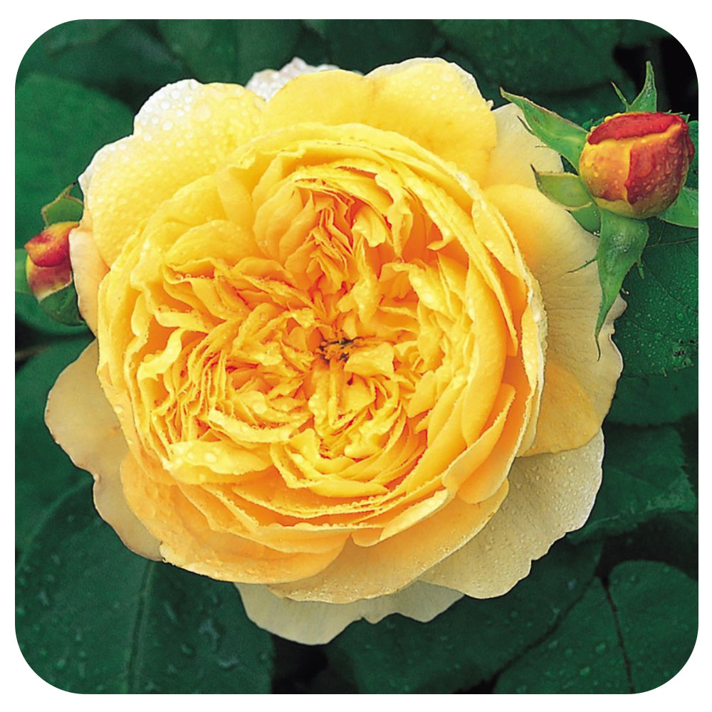 Charles Darwin Rose by David Austin